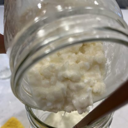 Kefir grains (Fresh) - Image 2